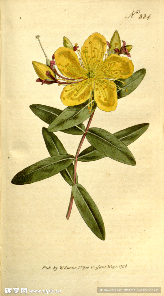 花类图鉴 植物手绘