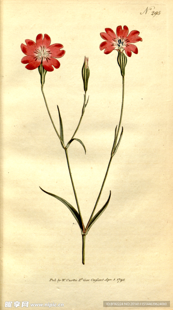 花卉装饰画