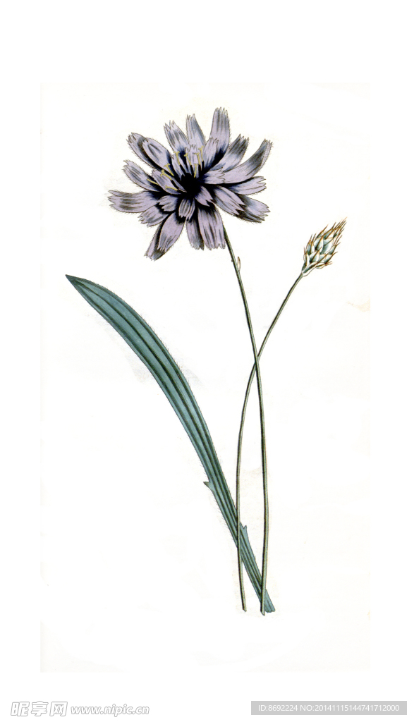 花卉装饰画