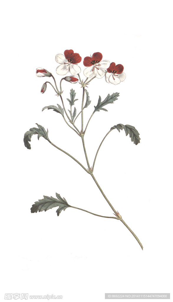 花类图鉴 植物手绘