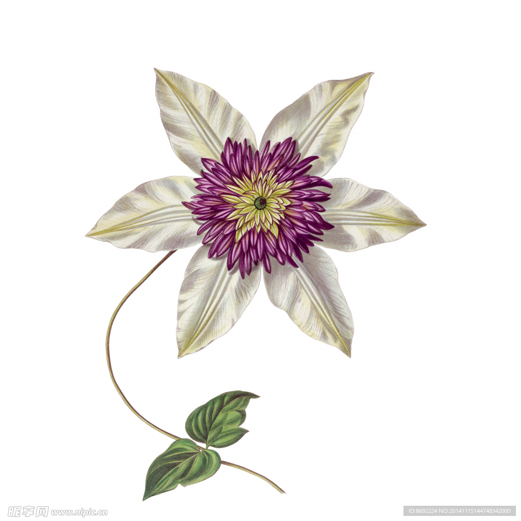 花卉装饰画