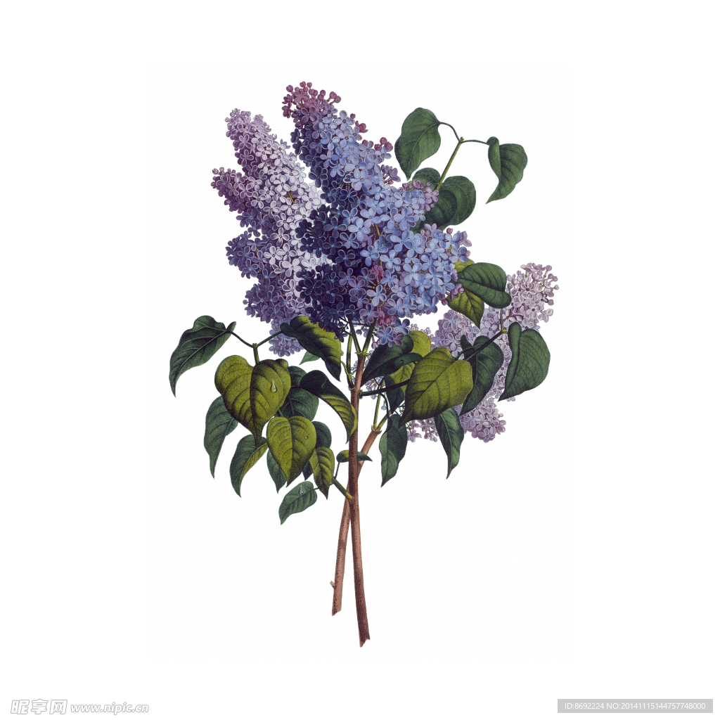 花卉装饰画