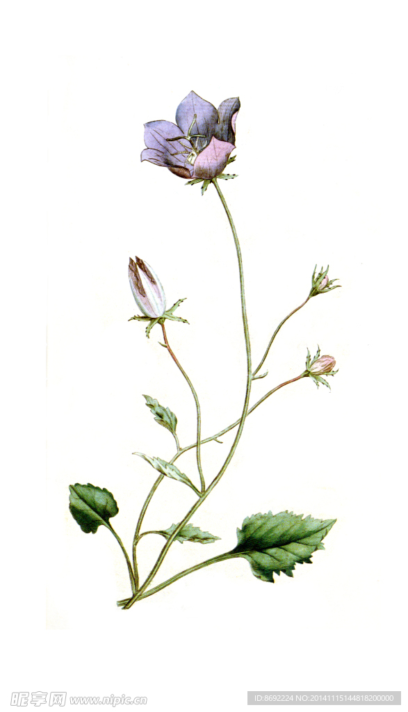 花卉装饰画