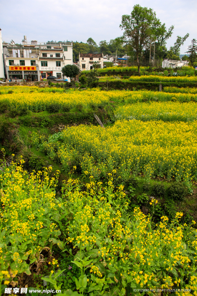 江岭梯田油菜花