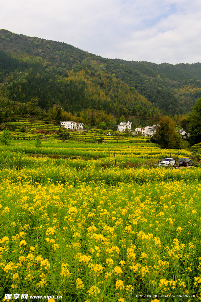 江岭梯田油菜花