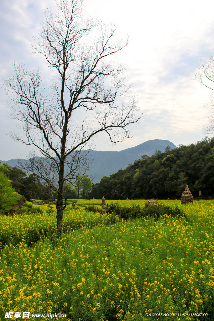 江岭梯田油菜花