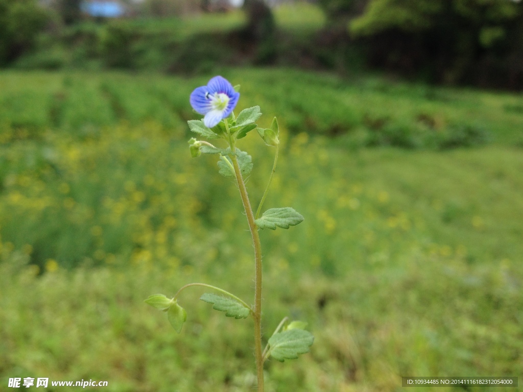 小野花