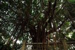 古榕参天