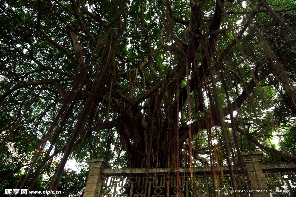 古榕参天