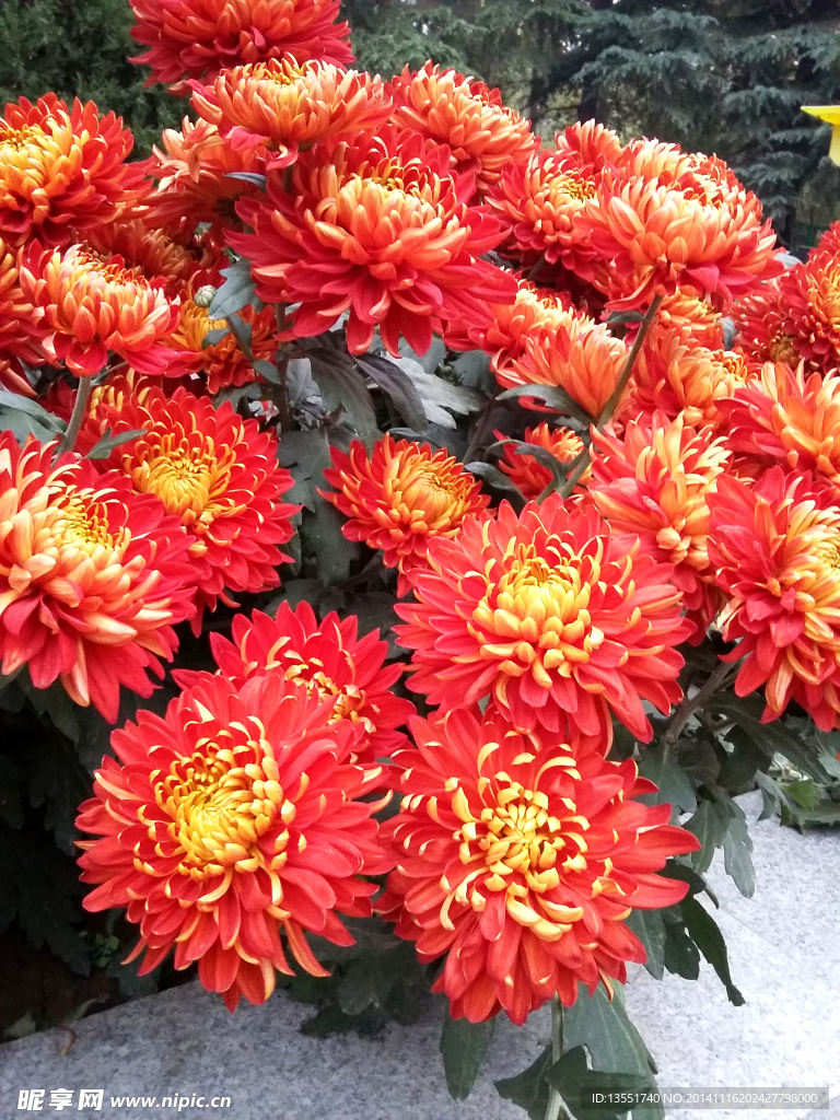 菊花
