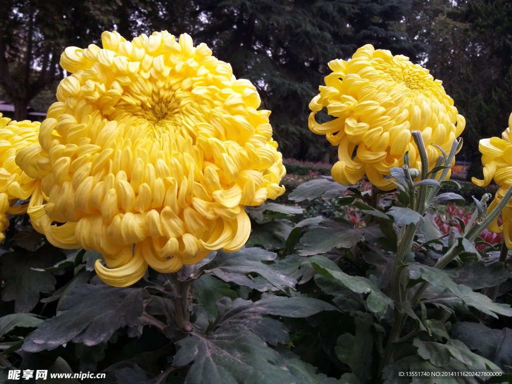 菊花