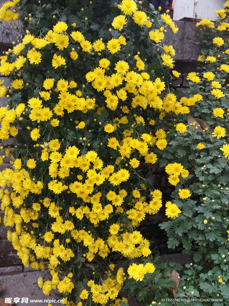 菊花
