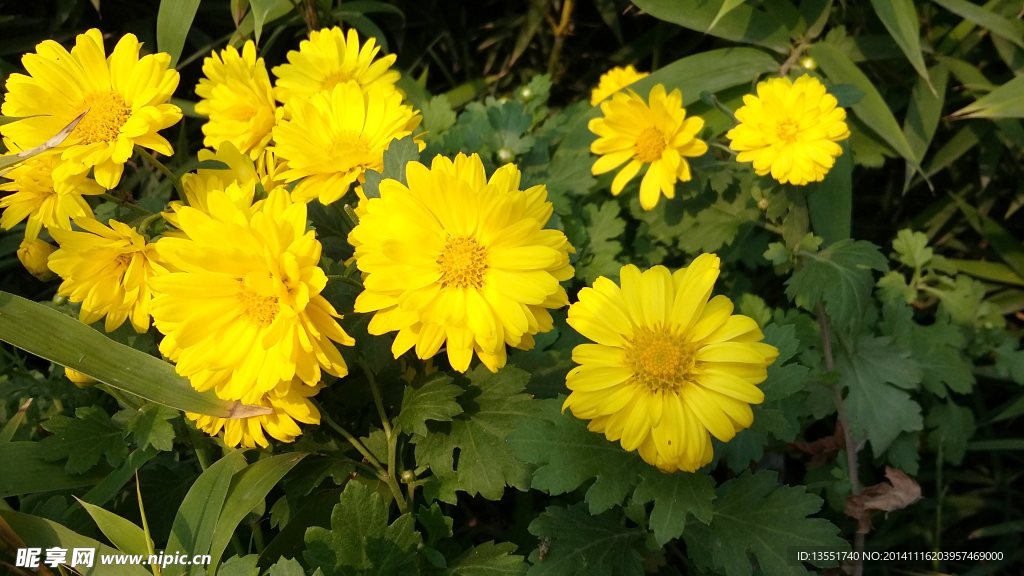 菊花