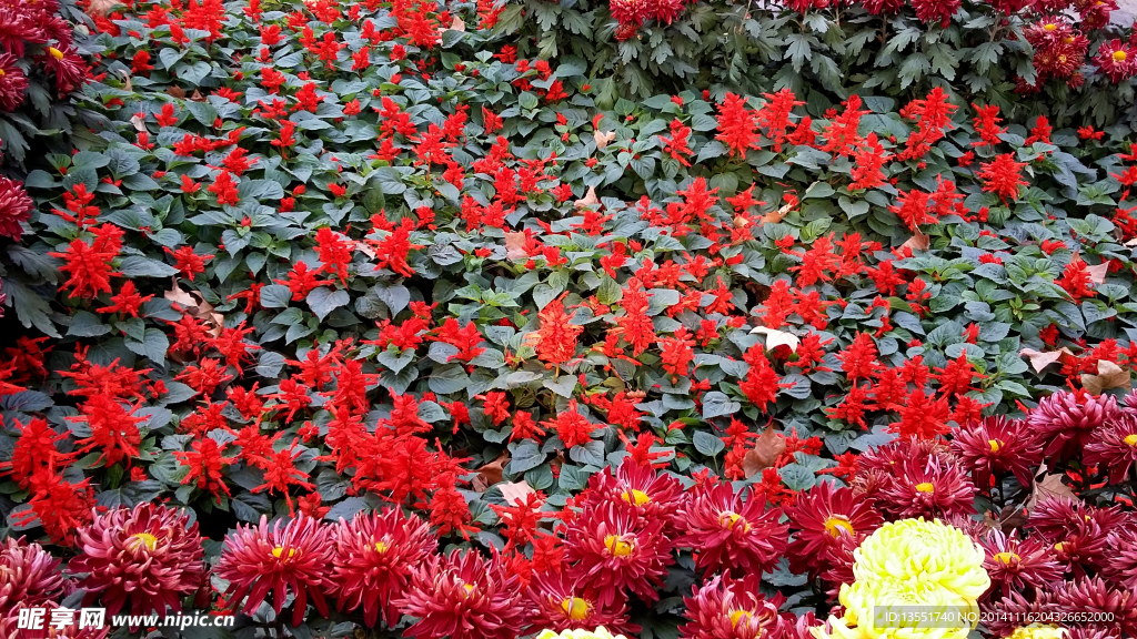 菊花