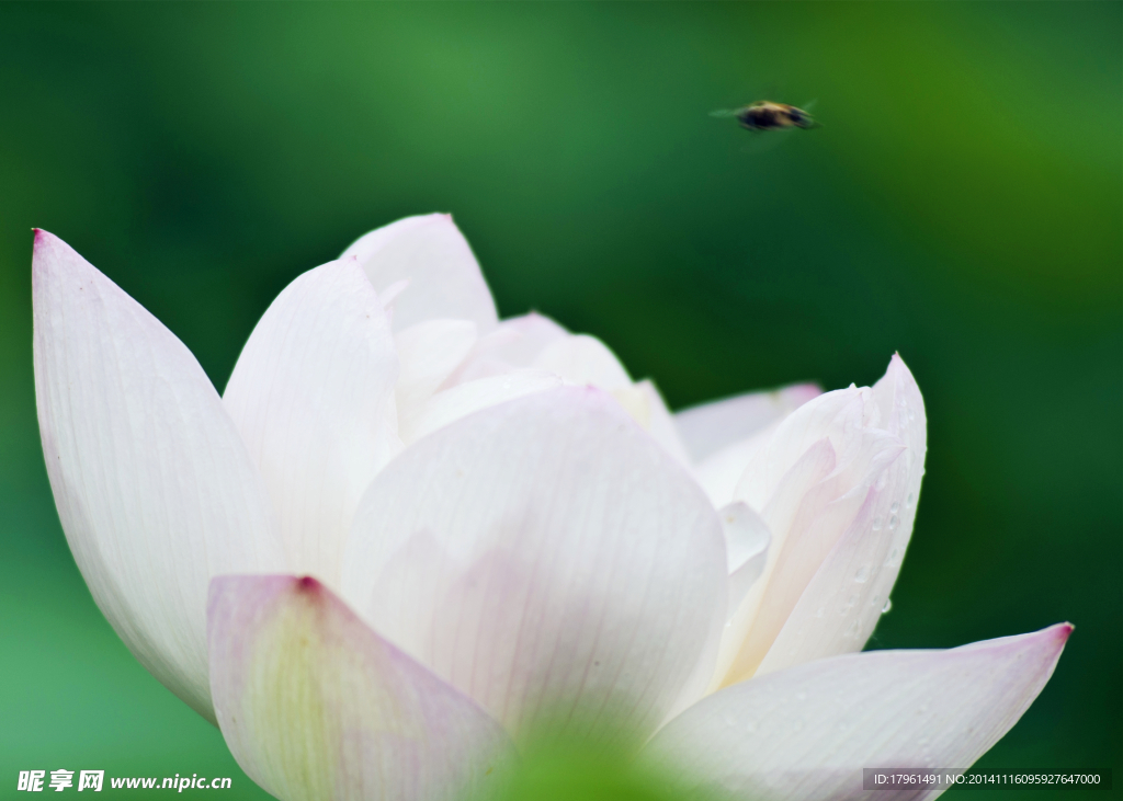 奥林匹克公园荷花
