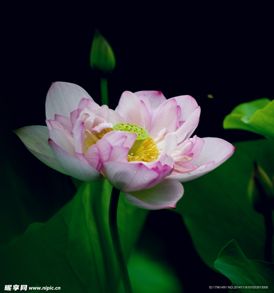 奥林匹克公园荷花