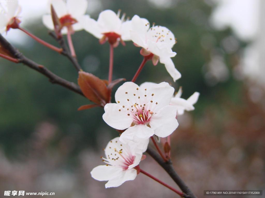 奥林匹克公园梨花