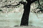 日本风光