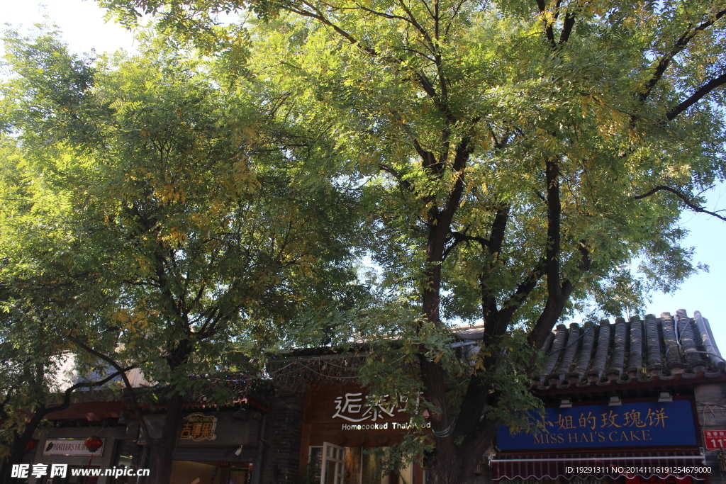 大树风景
