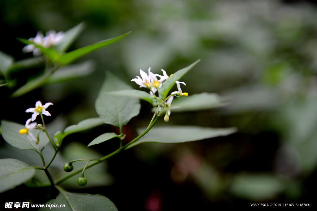 花草