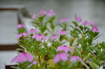 雨中小花