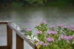 雨中小花