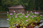 雨中小花
