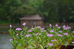 雨中小花