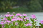 雨中小花