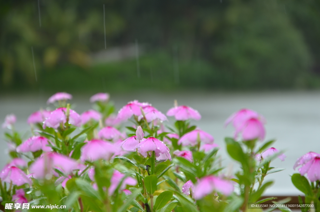 雨中小花