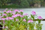 雨中小花