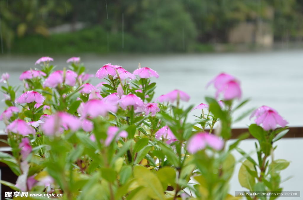 雨中小花
