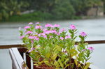 雨中小花
