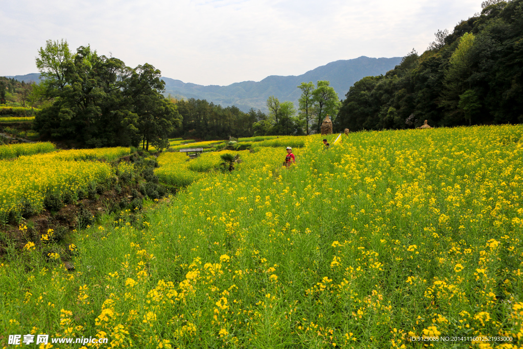 江岭梯田油菜花