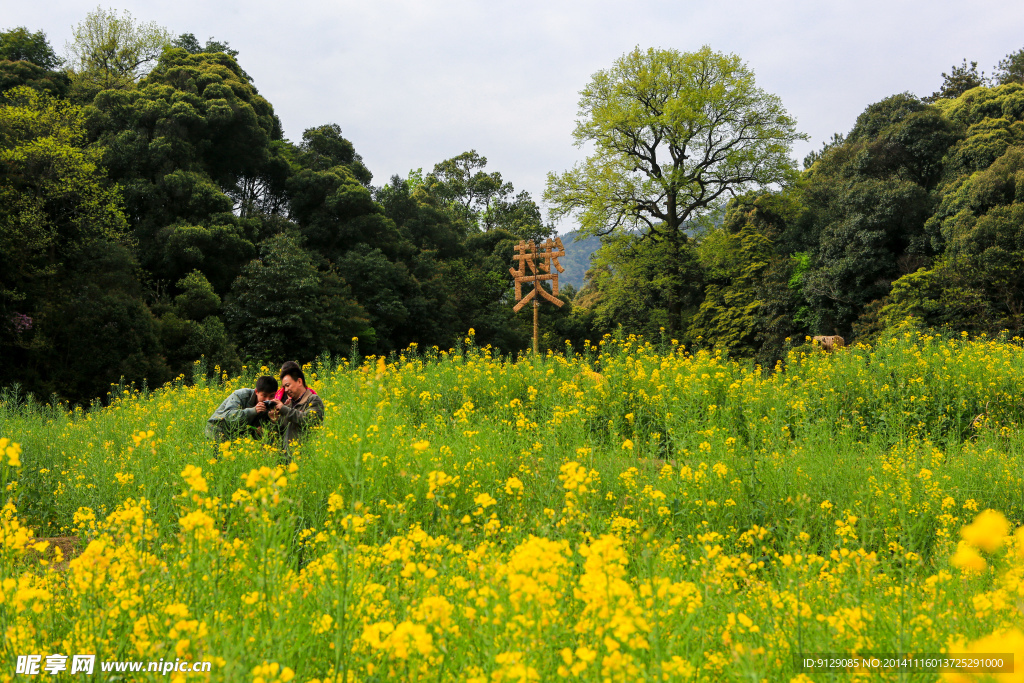 江岭梯田油菜花