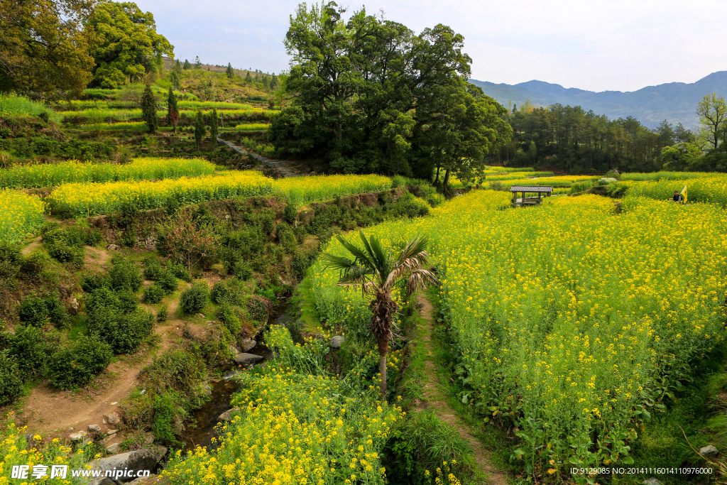 江岭梯田油菜花