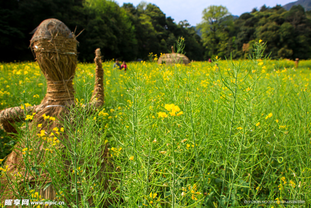 江岭梯田油菜花