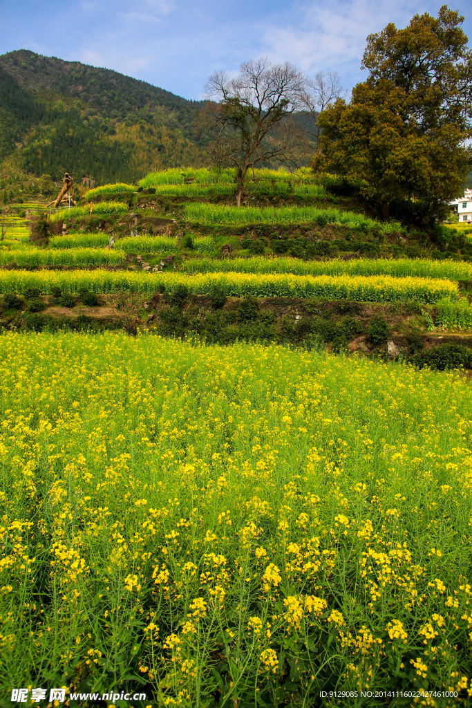 江岭梯田油菜花