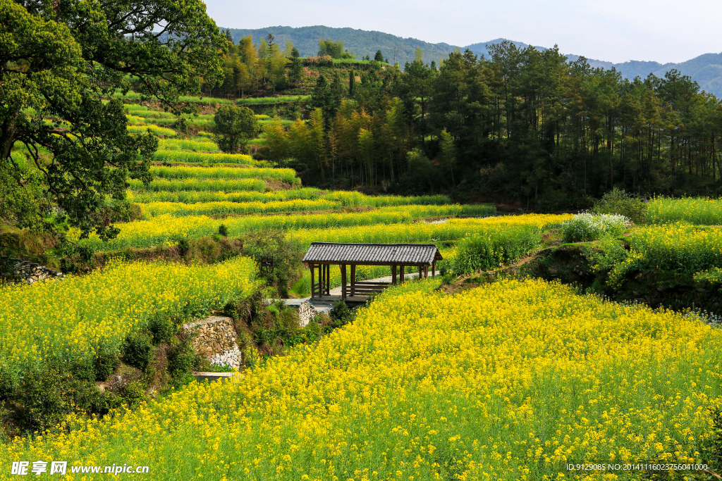 江岭梯田油菜花