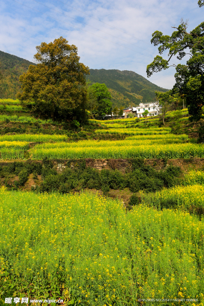 江岭梯田油菜花