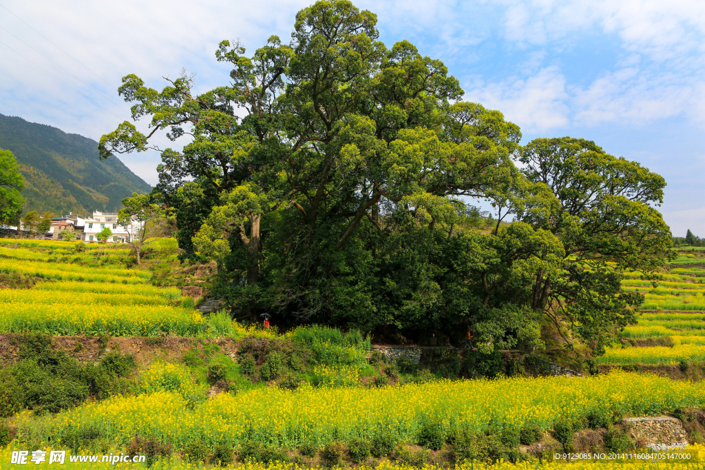 江岭梯田油菜花