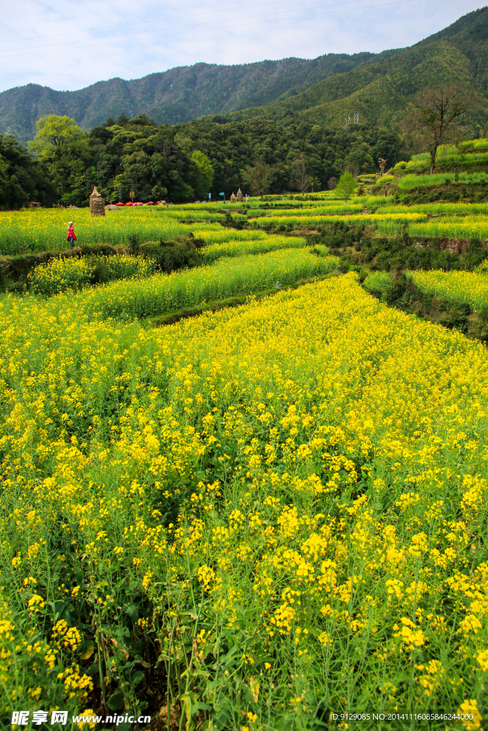 江岭梯田油菜花