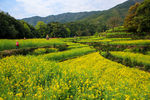 江岭梯田油菜花
