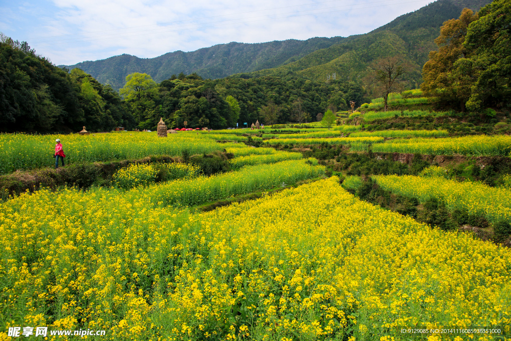 江岭梯田油菜花