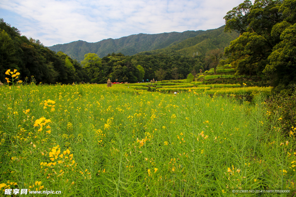 江岭梯田油菜花