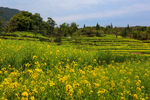 江岭梯田油菜花