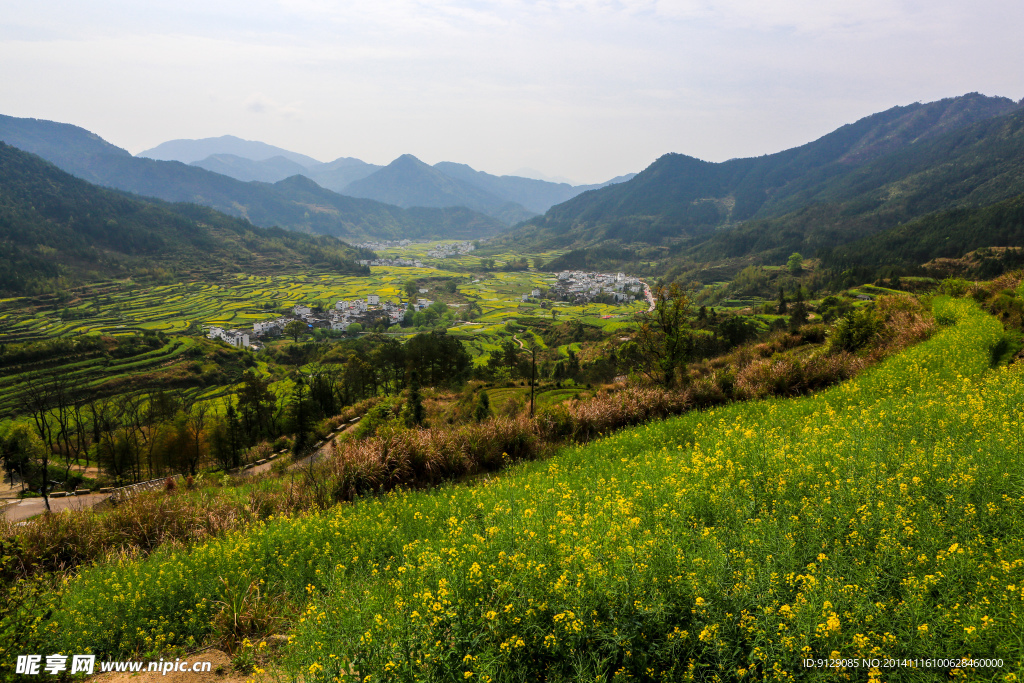 江岭梯田油菜花