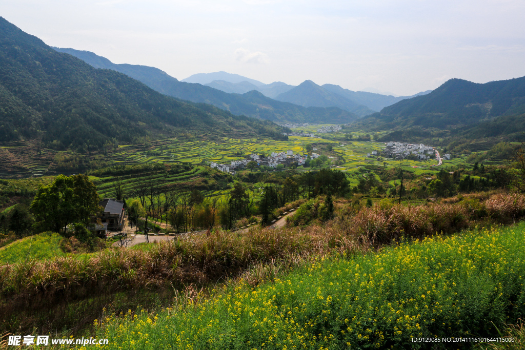 江岭梯田油菜花