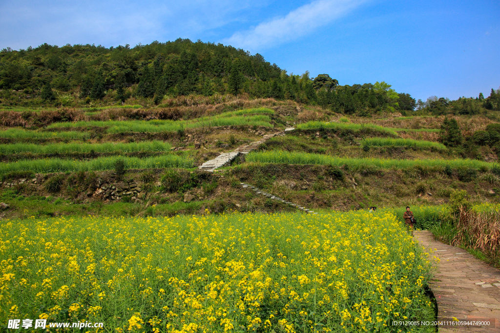 江岭梯田油菜花