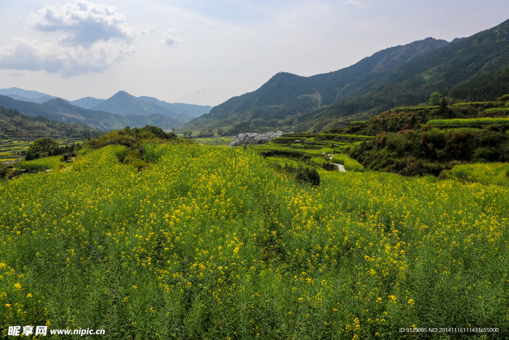 江岭梯田油菜花